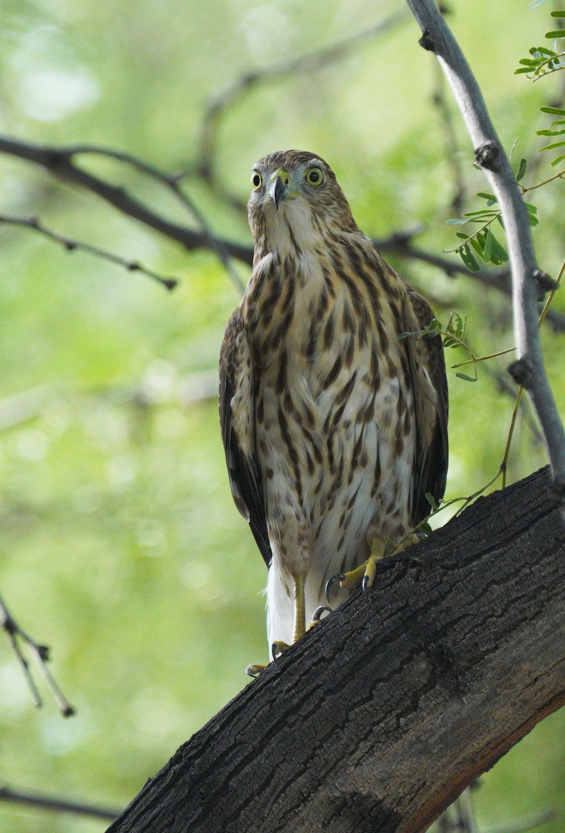 Cooper's Hawk - ML641246772