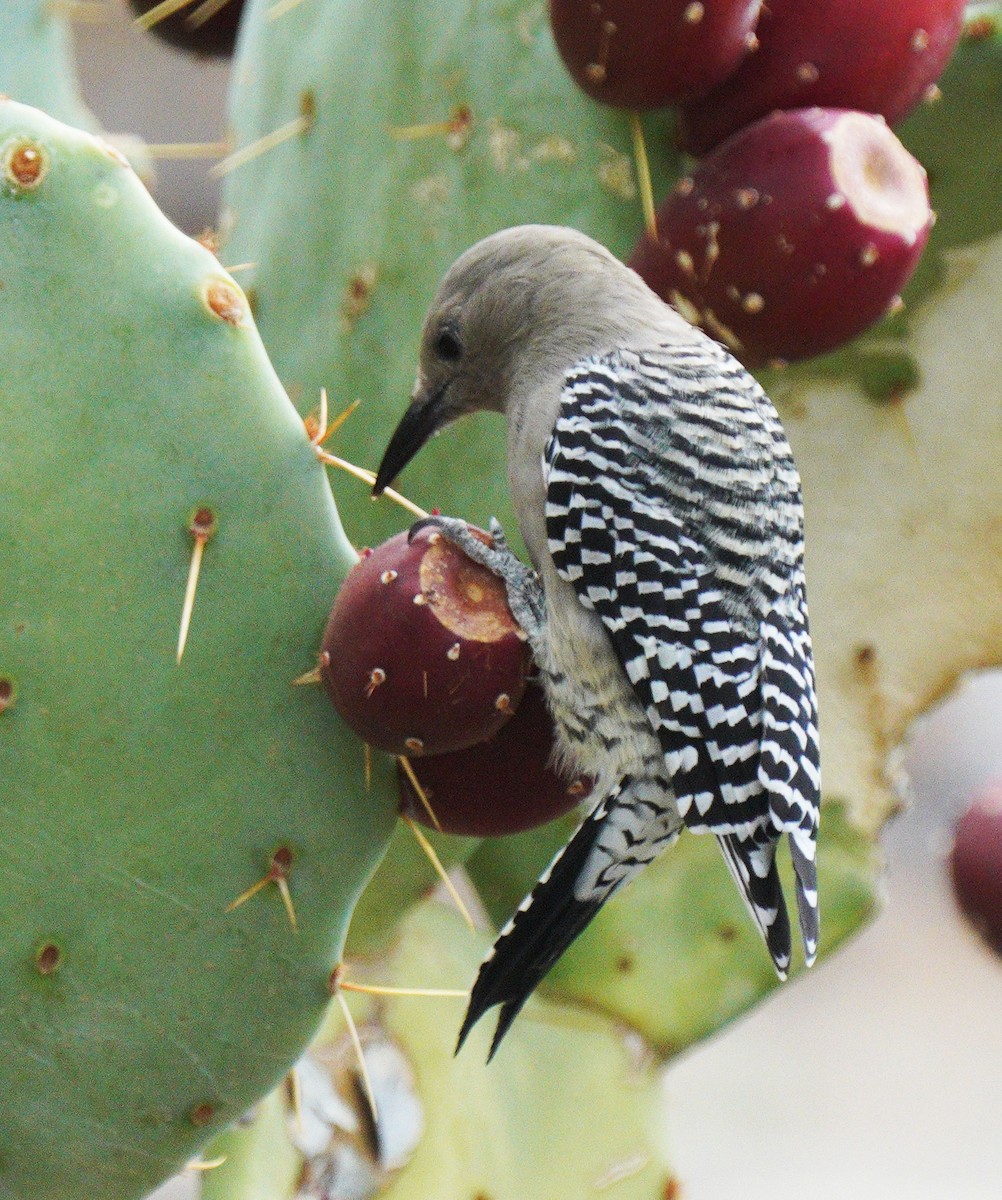 Gila Woodpecker - ML641246779