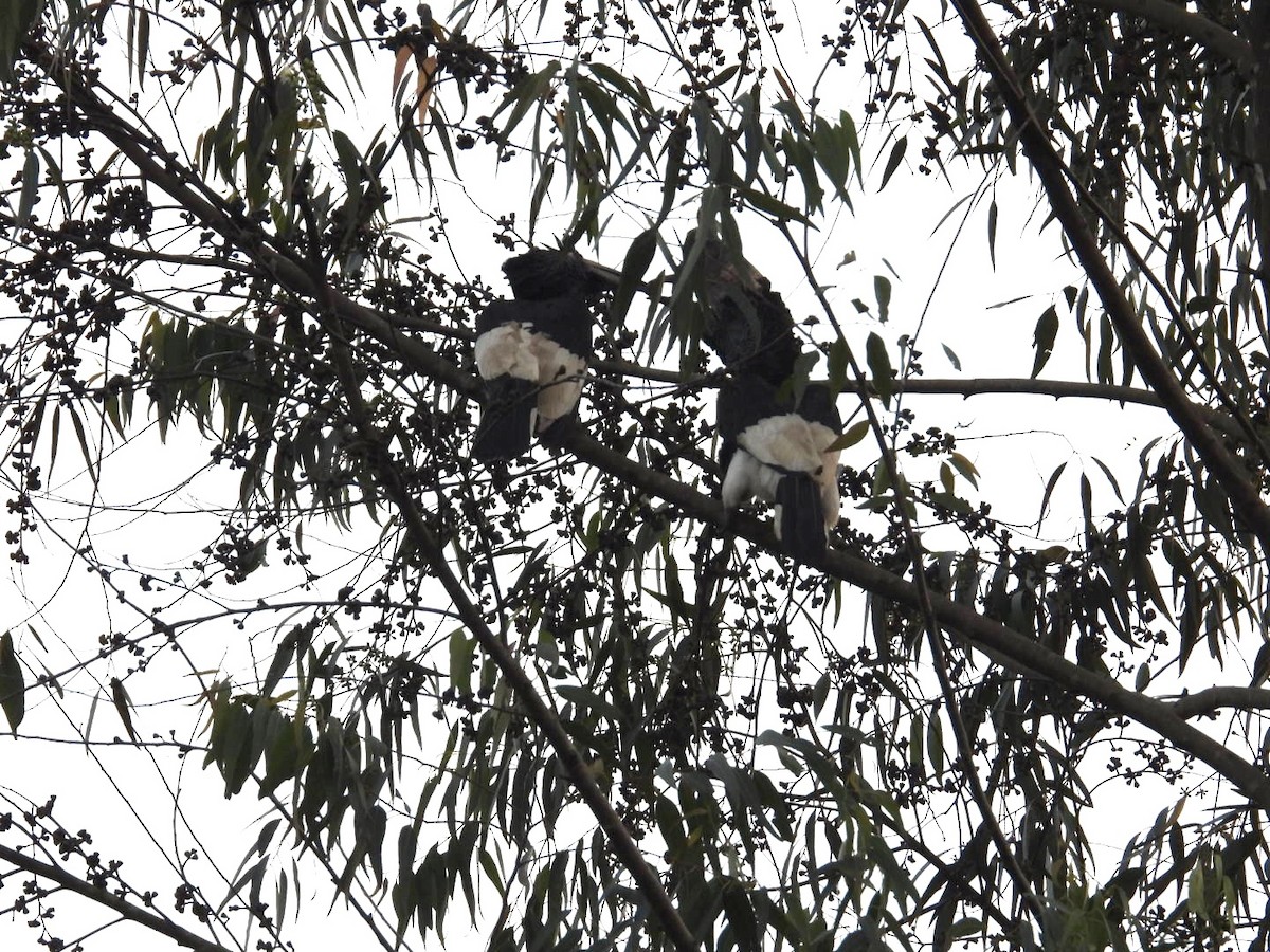 Grauwangen-Hornvogel - ML641246780