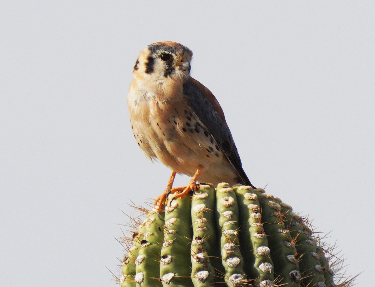 American Kestrel - ML641246787