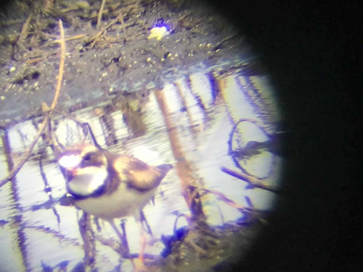 Semipalmated Plover - ML641246789
