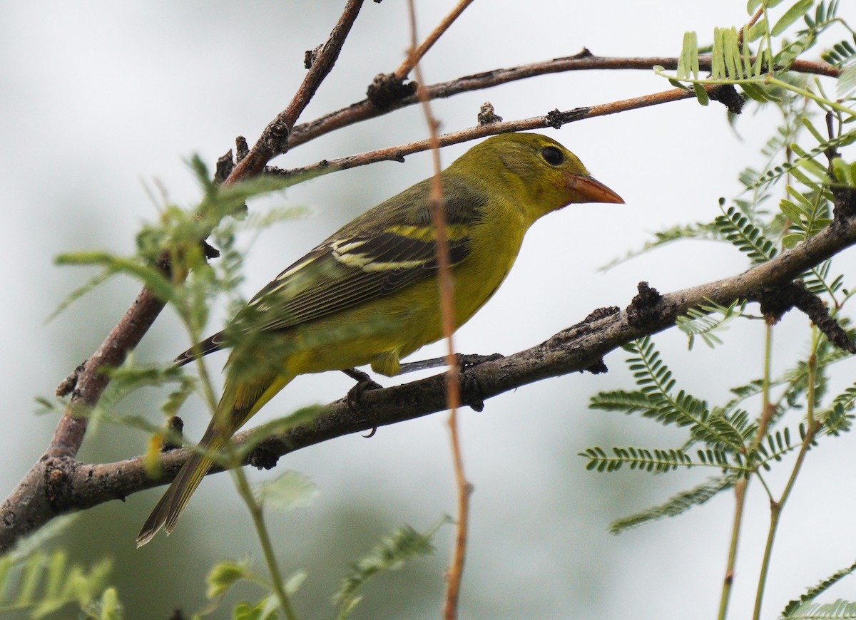 Western Tanager - ML641246806