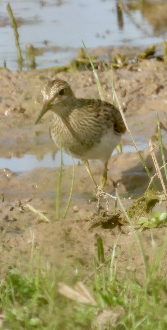 Орог элсэг - ML641246819