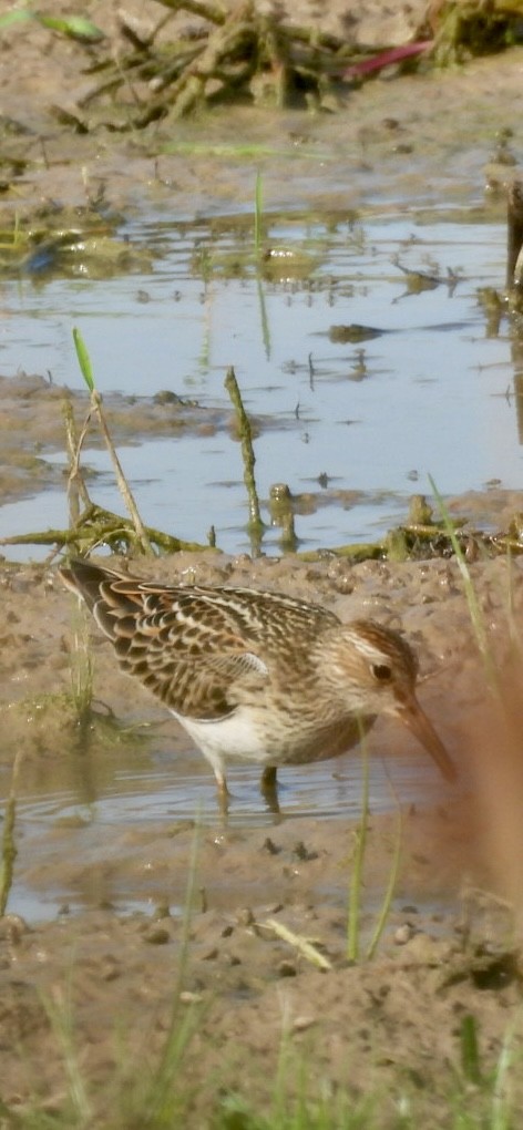 Орог элсэг - ML641246820