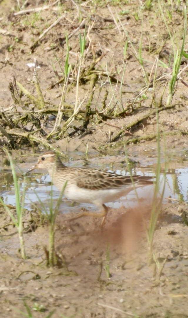 Орог элсэг - ML641246821