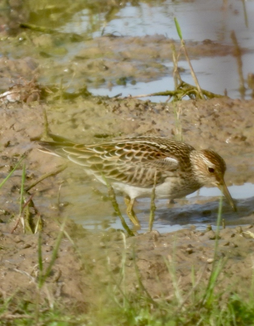 Орог элсэг - ML641246822
