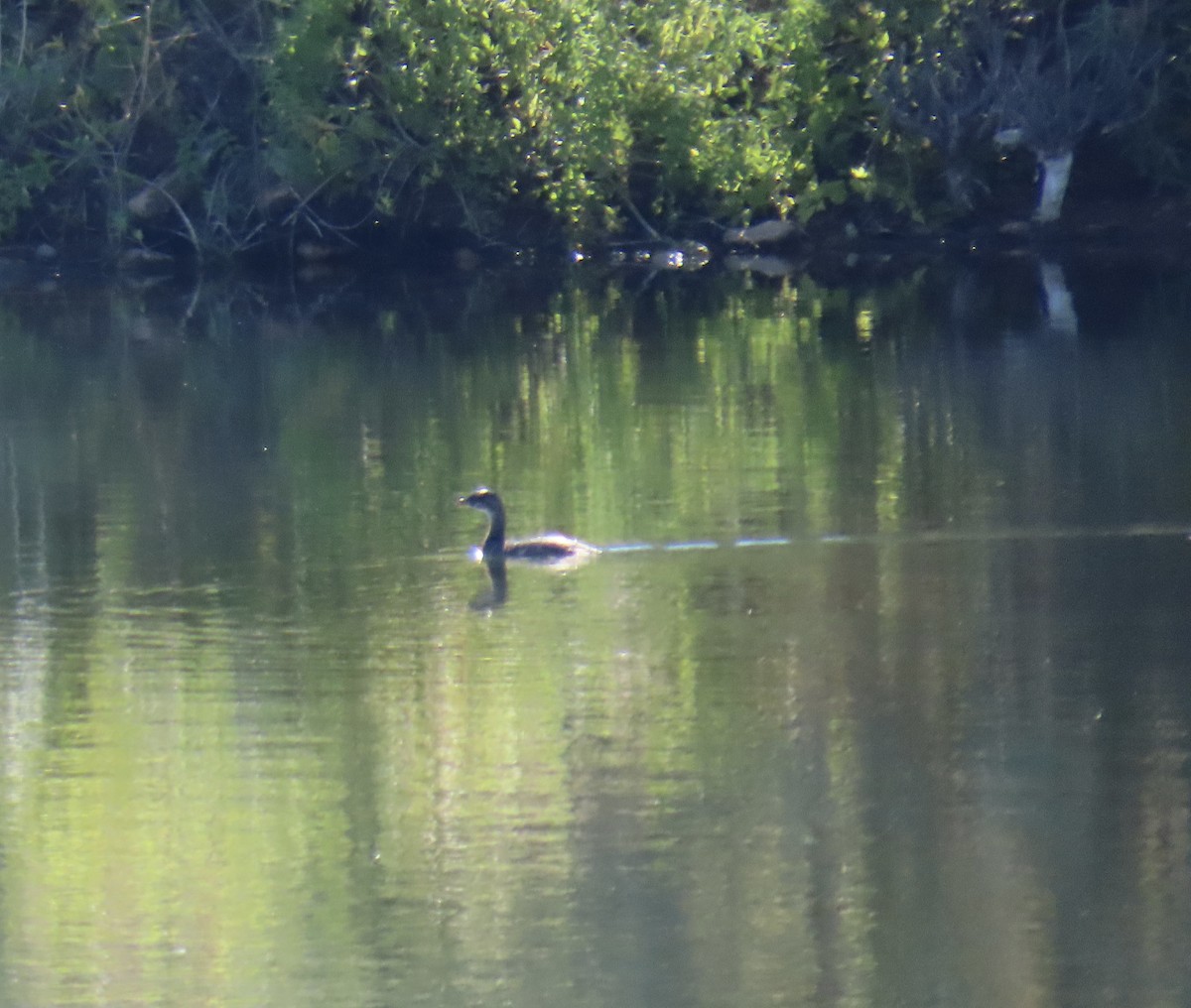 Pied-billed Grebe - ML641246834