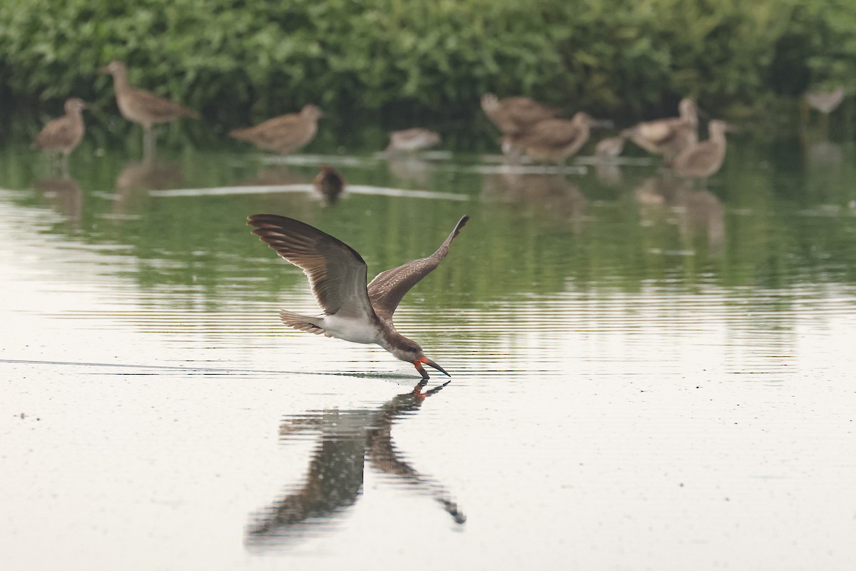 Black Skimmer - ML641246903