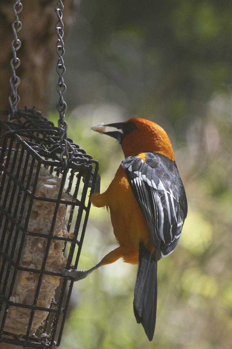 Altamira Oriole - ML641246953