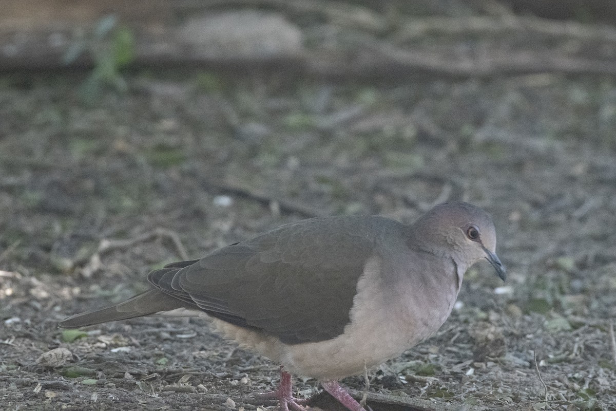White-tipped Dove - ML641246999