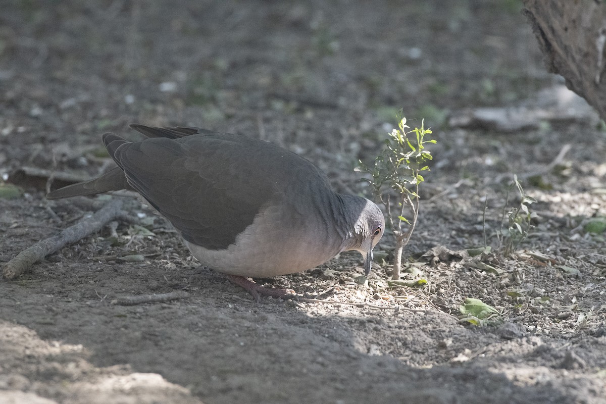 White-tipped Dove - ML641247003