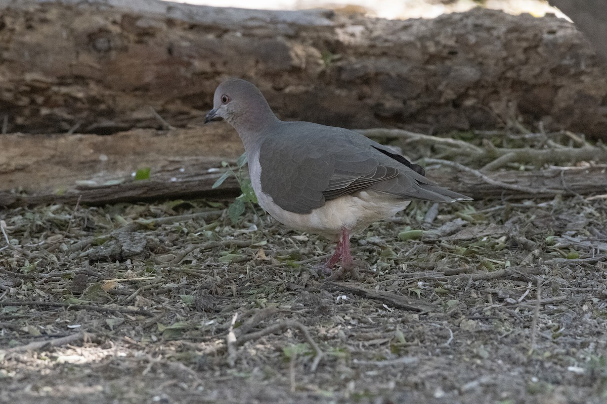 White-tipped Dove - ML641247027