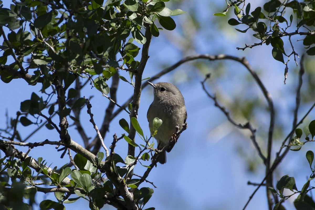 Ruby-crowned Kinglet - ML641247038