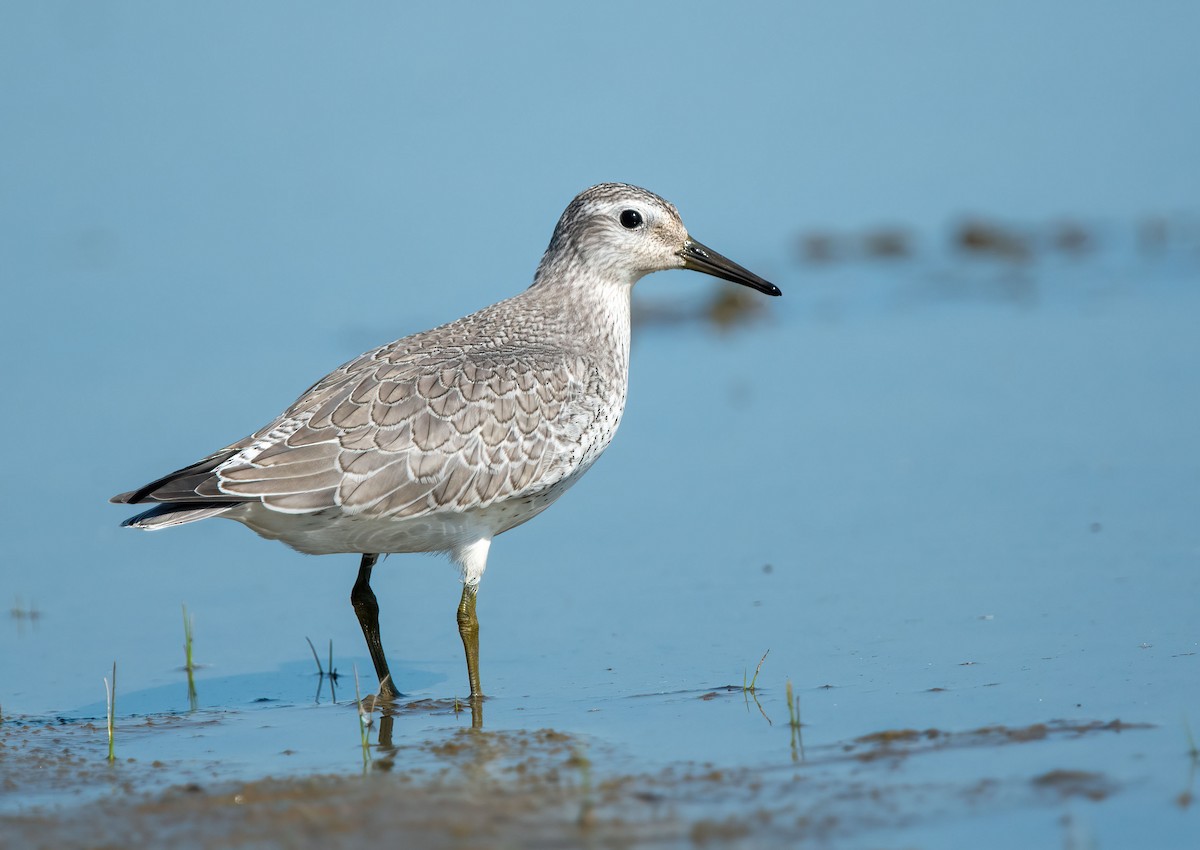 Red Knot - ML641247041