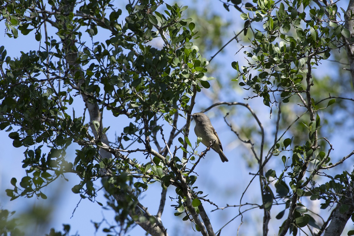 Ruby-crowned Kinglet - ML641247044