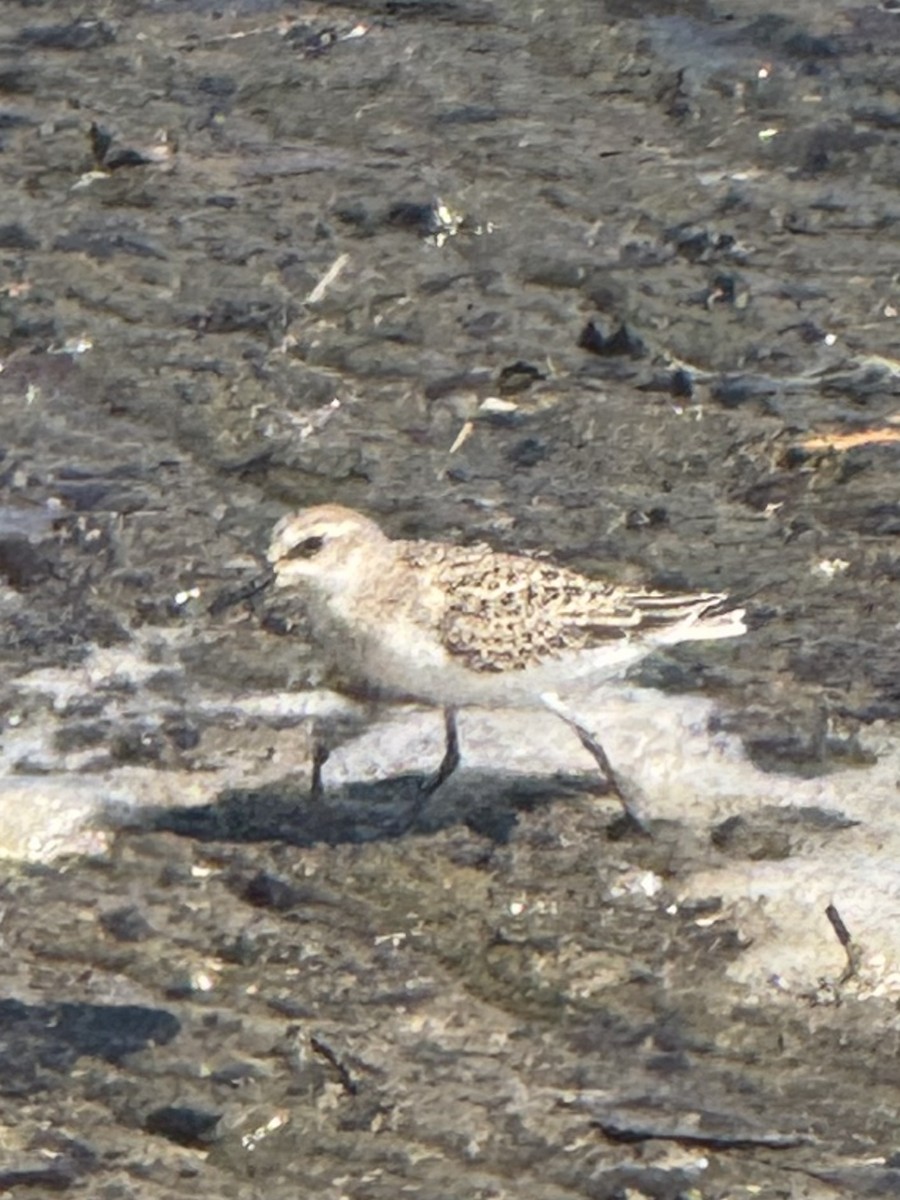 Semipalmated Sandpiper - ML641247048