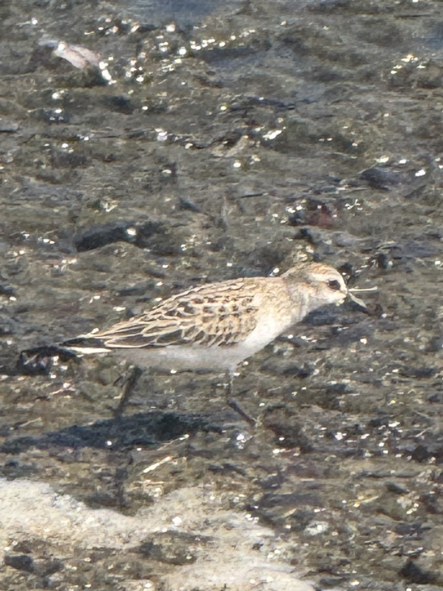 Semipalmated Sandpiper - ML641247049