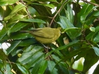 Green White-eye - ML641247060