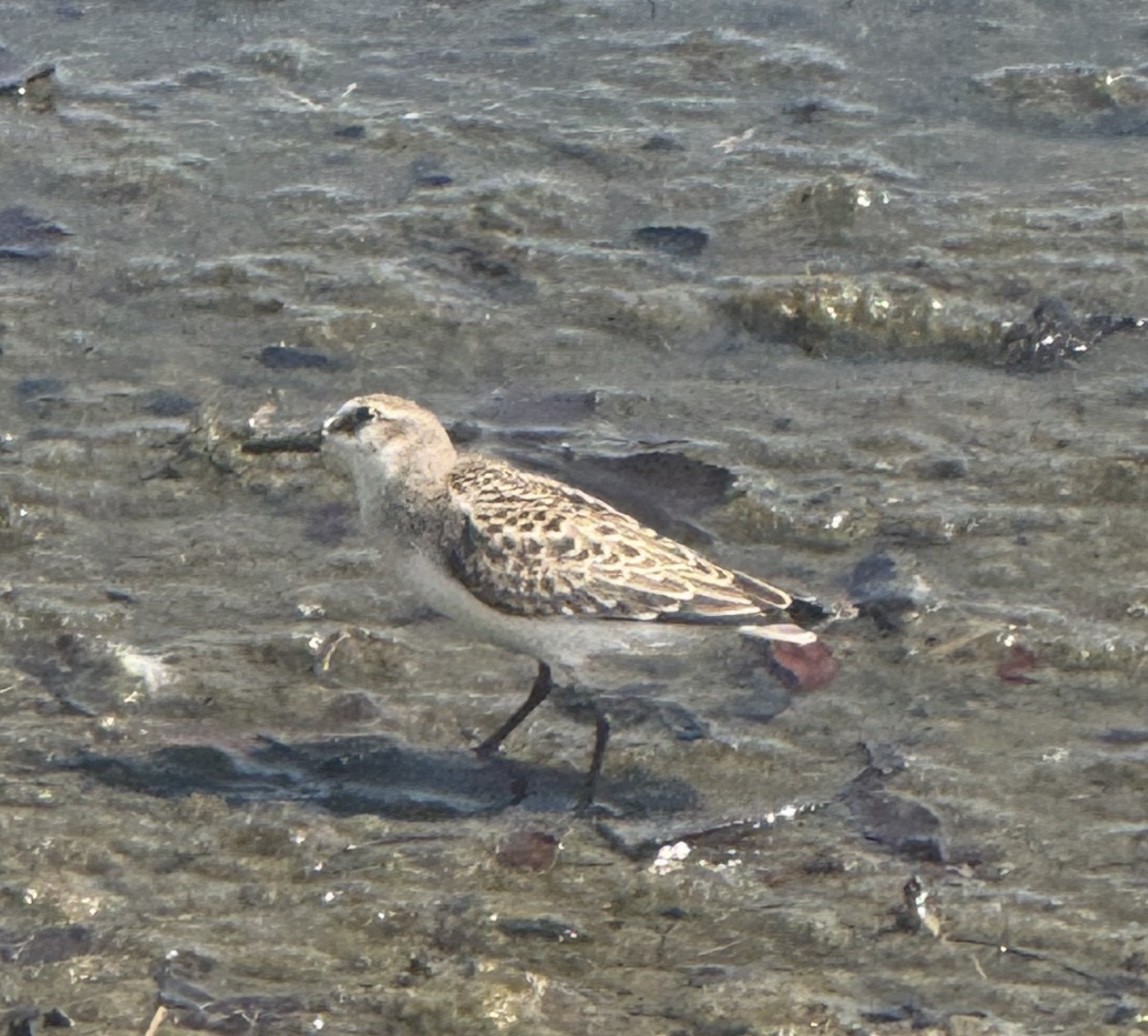 Semipalmated Sandpiper - ML641247071