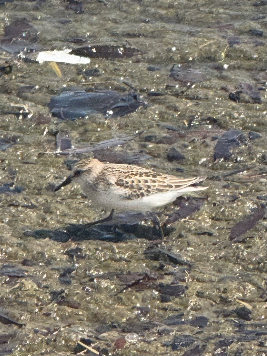 Semipalmated Sandpiper - ML641247072