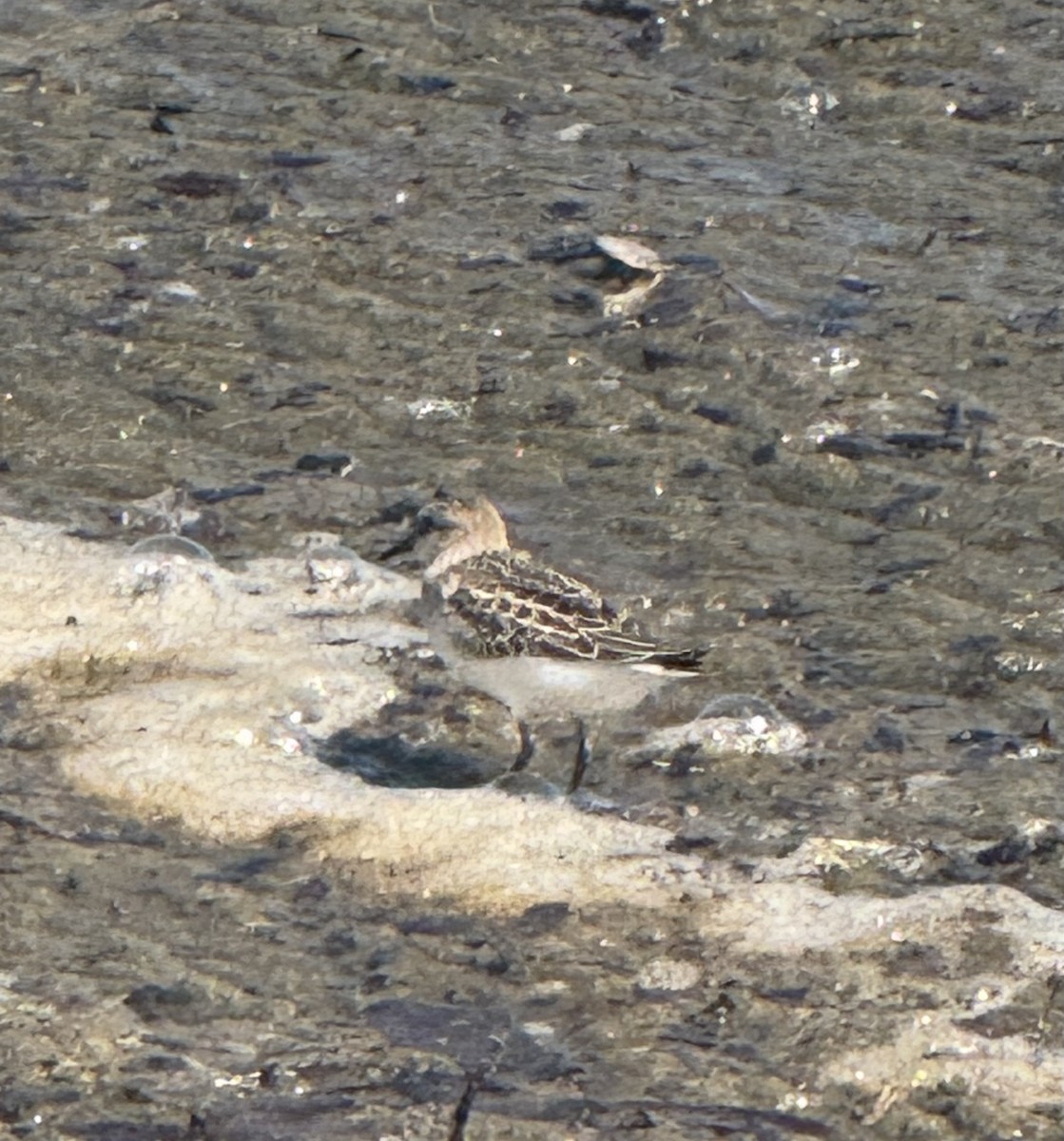 Semipalmated Sandpiper - ML641247073
