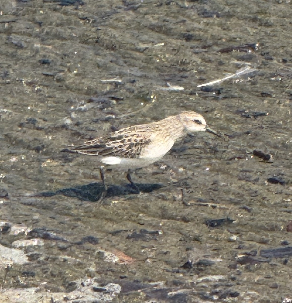 Semipalmated Sandpiper - ML641247074