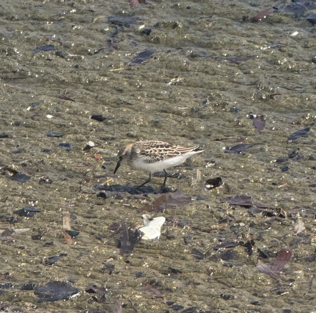 Semipalmated Sandpiper - ML641247075