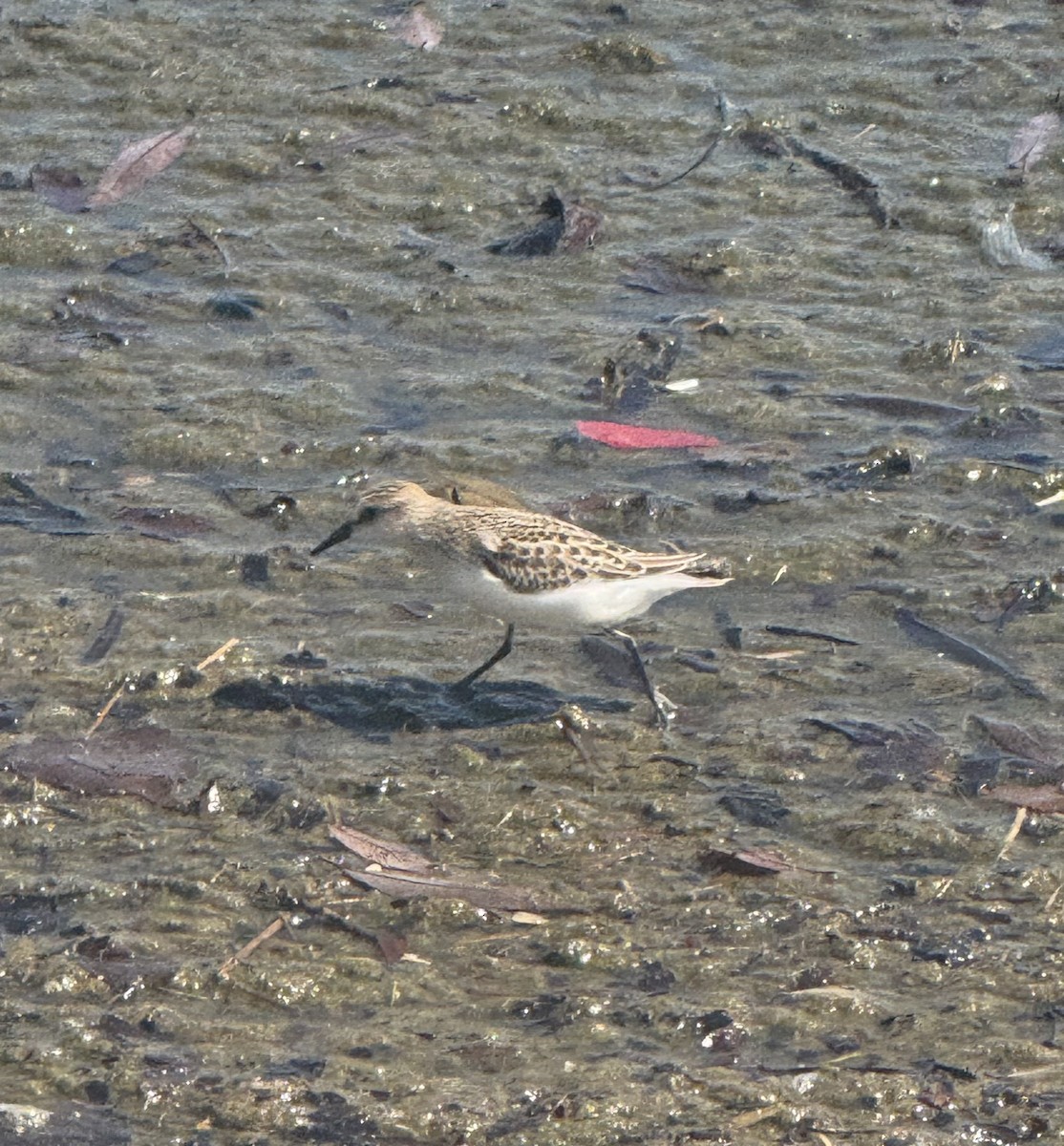 Semipalmated Sandpiper - ML641247077