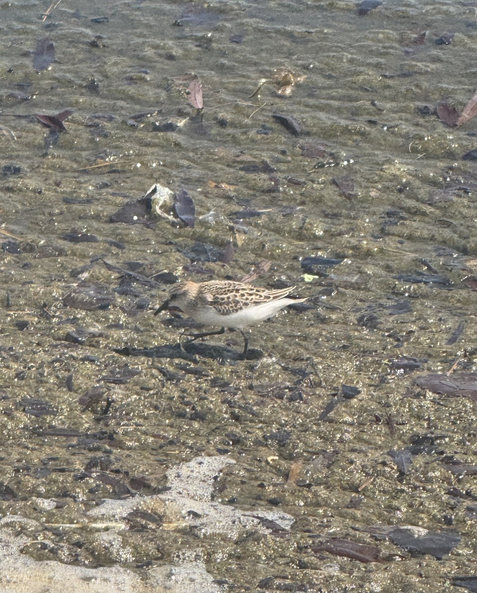 Semipalmated Sandpiper - ML641247078