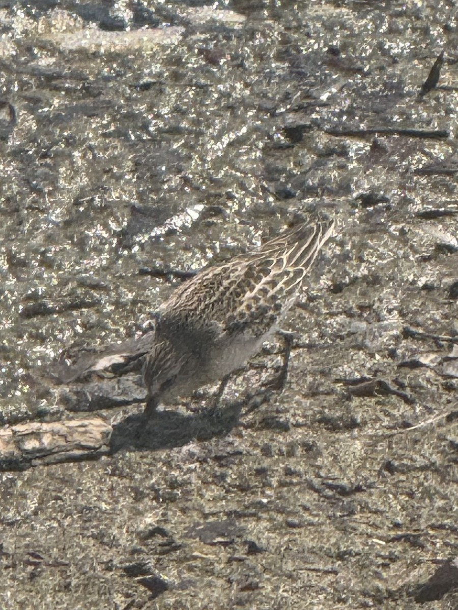 Semipalmated Sandpiper - ML641247088