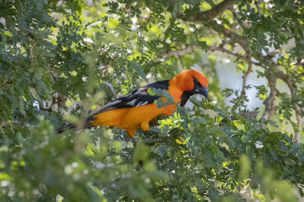 Altamira Oriole - ML641247123