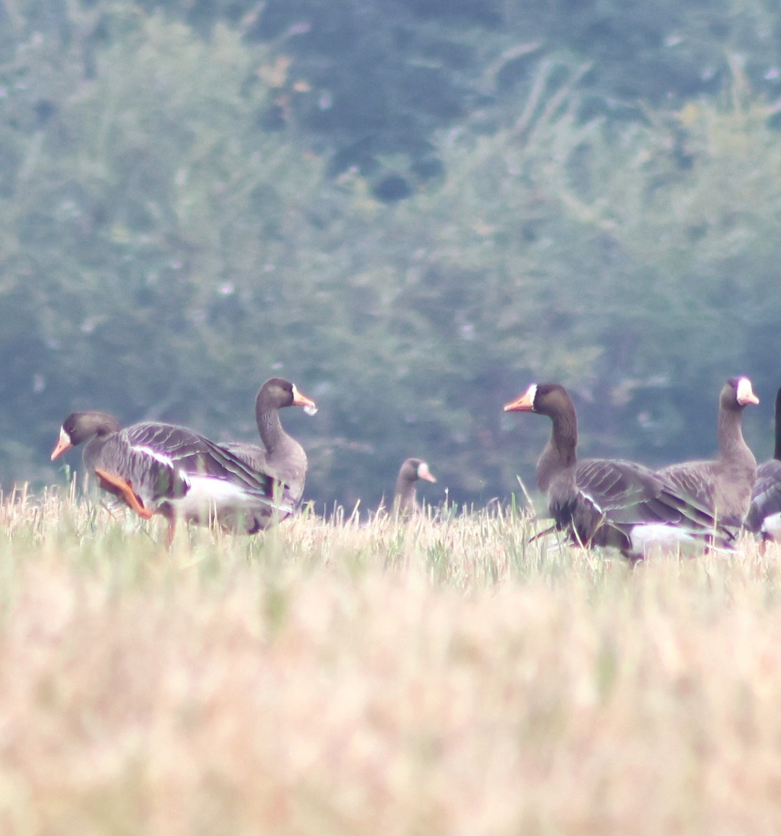 Greater White-fronted Goose - ML641247134