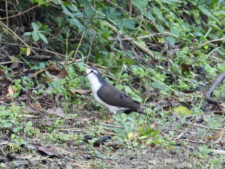 Tambourine Dove - ML641247135