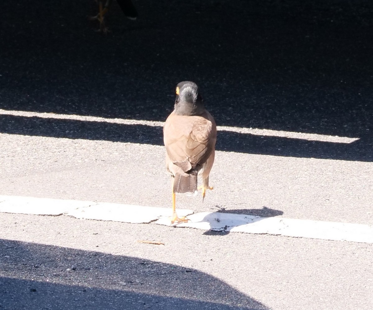 Тольт бор тодол - ML641247193