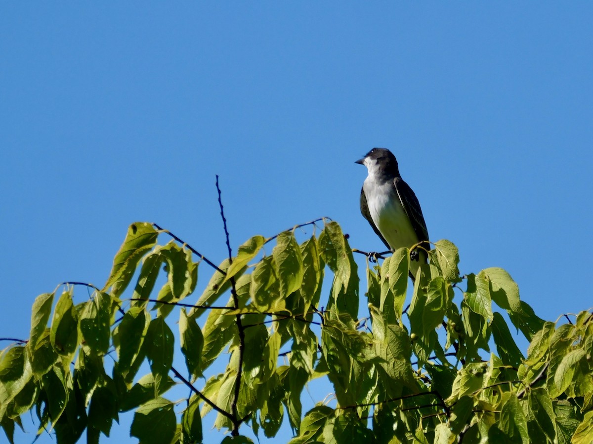 Eastern Kingbird - ML641247224