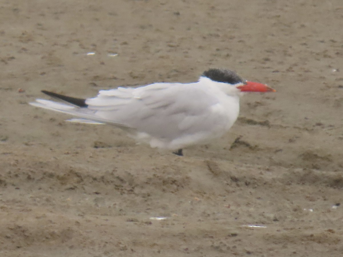 Caspian Tern - ML641247243