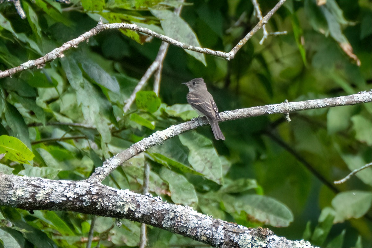 Mosquero Verdoso - ML641247249