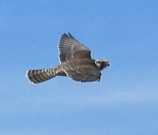 Peregrine Falcon (Tundra) - ML641247250