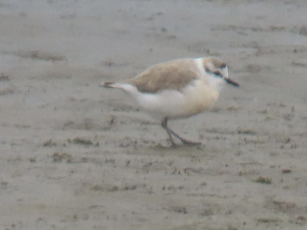 White-fronted Plover - ML641247259