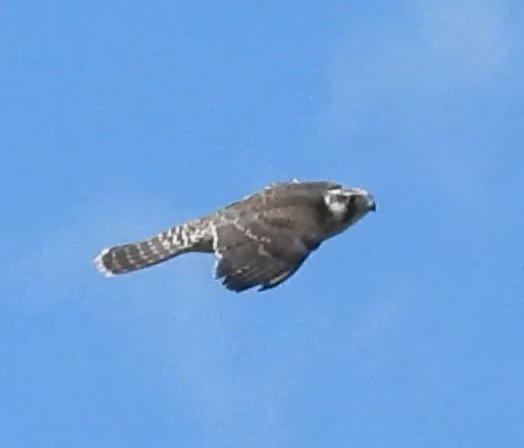 Peregrine Falcon (Tundra) - ML641247269