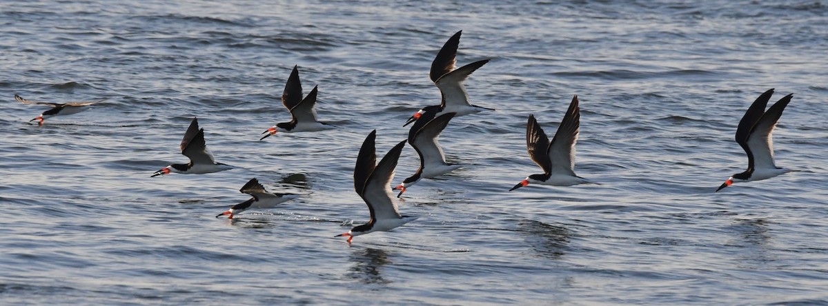 Black Skimmer - ML641247278
