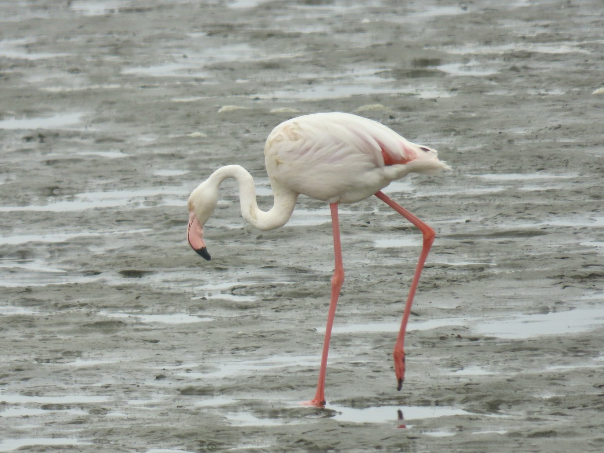 Greater Flamingo - ML641247279
