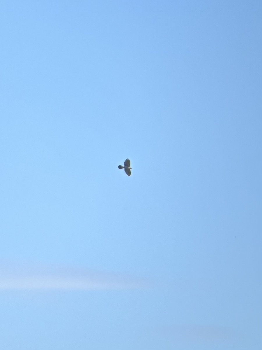 American Goshawk - ML641247304