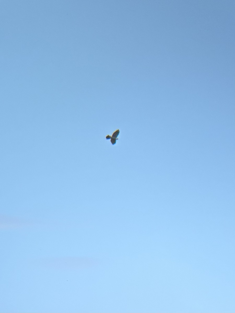 American Goshawk - ML641247305