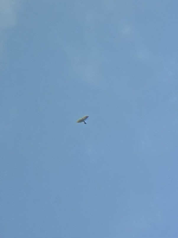 American Goshawk - ML641247306