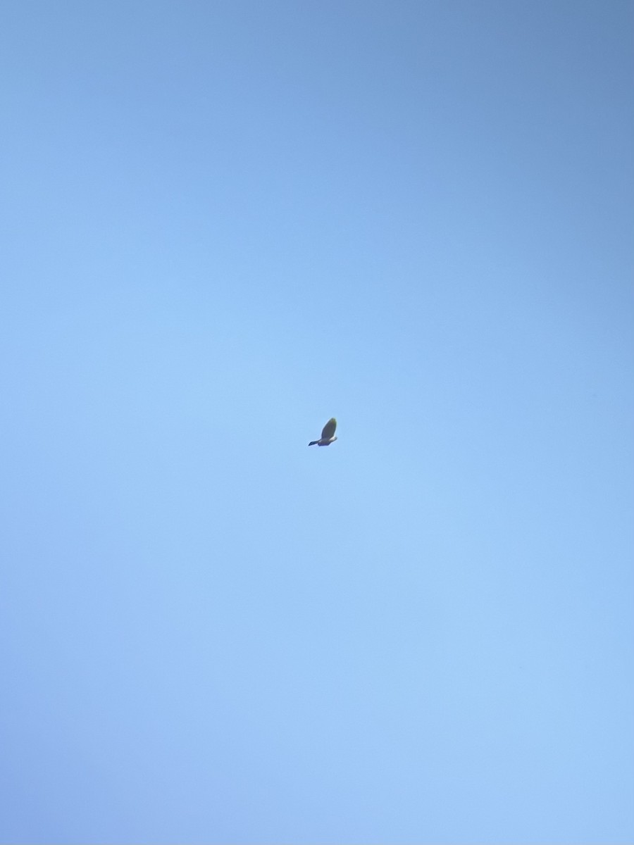 American Goshawk - ML641247307