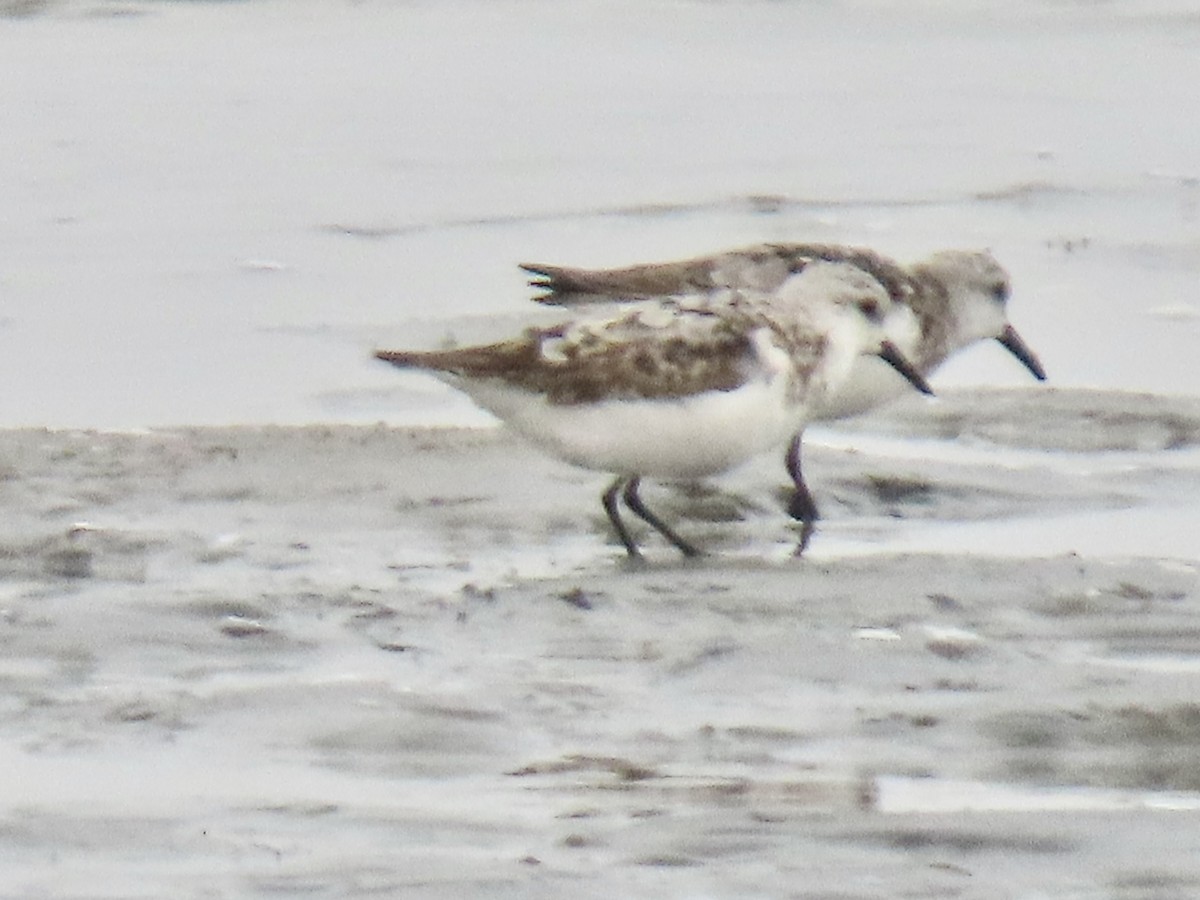 Sanderling - ML641247308