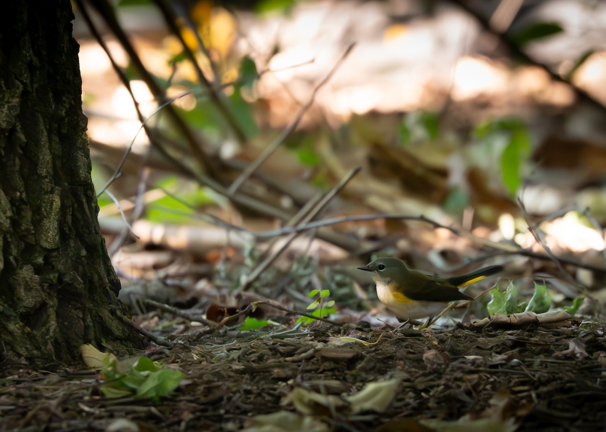 American Redstart - ML641247317