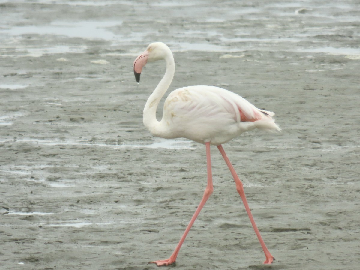 Greater Flamingo - ML641247318