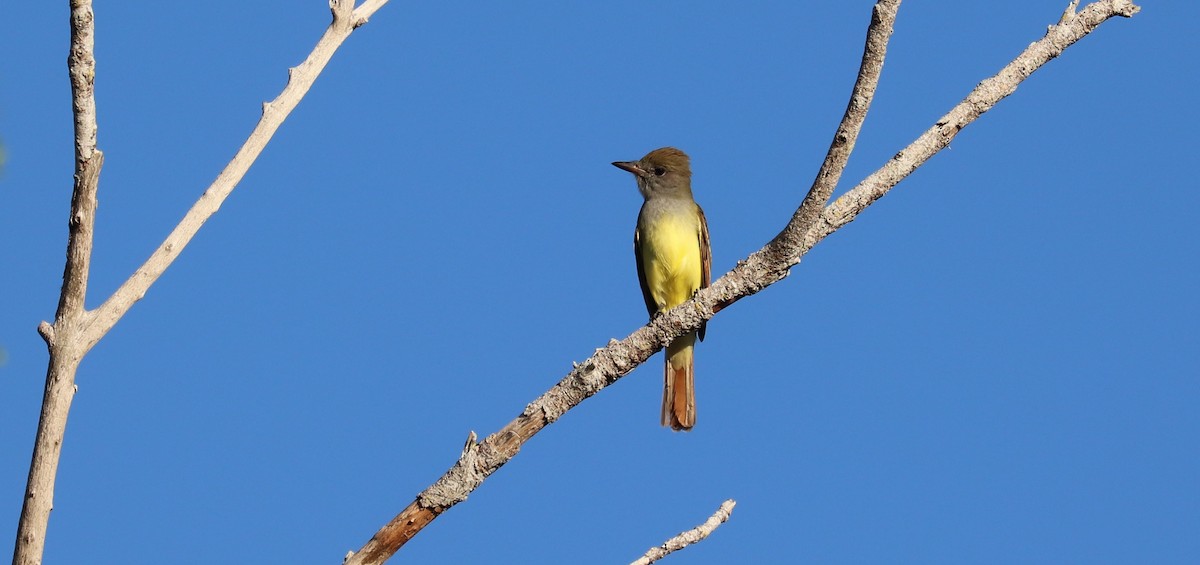 Great Crested Flycatcher - ML641247322
